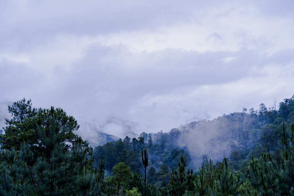 Pine forest and low clouds in the mountains of San José del Pacífico, Oaxaca.
